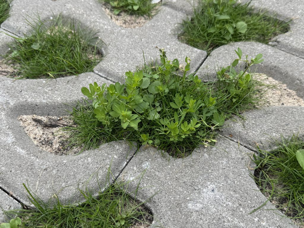 Binckhaven Den Haag Living lab groene parkeerplaatsen