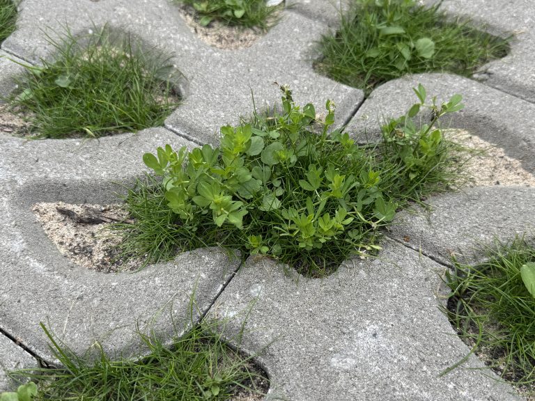 Binckhaven Den Haag Living lab groene parkeerplaatsen